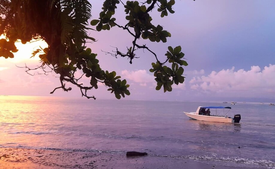 A boat on calm waters during sunset with a tree branch in the foreground. 1