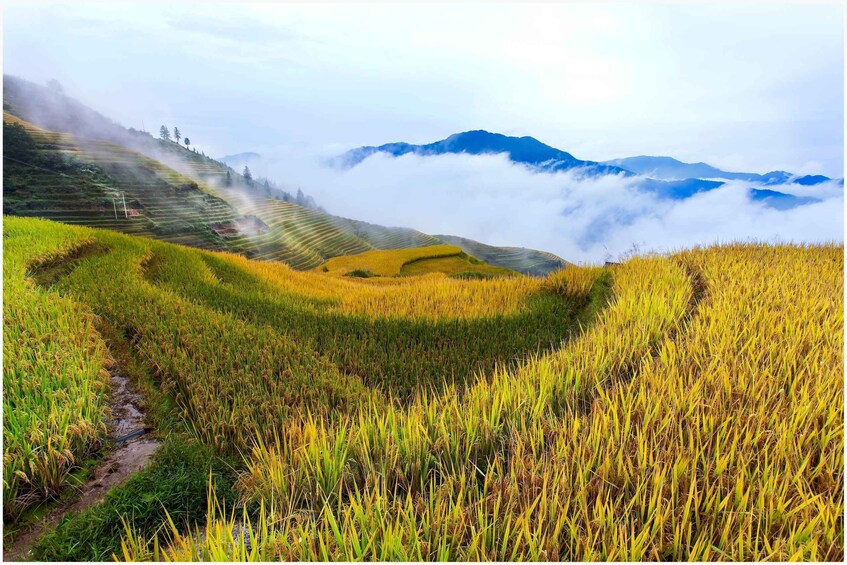 Terraced rice fields, a mountain range, and a valley shrouded in mist. 4