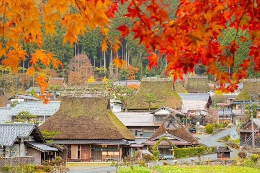 Traditional Japanese houses with thatched roofs and autumn foliage. 3