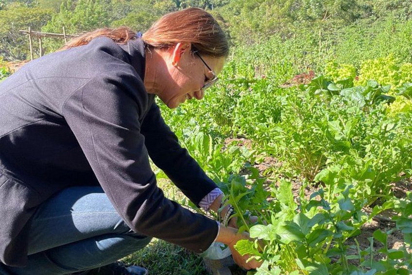 A person crouching in a field of green plants. 2