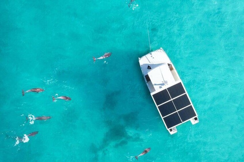 Biologist Owned & Operated: Dolphin Watching & Guided Snorkeling 3