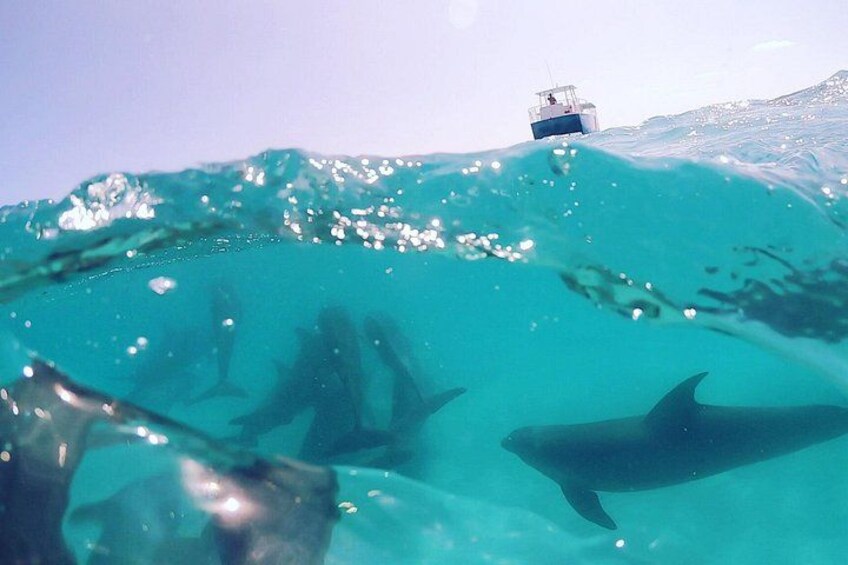 Biologist Owned & Operated: Dolphin Watching & Guided Snorkeling 3