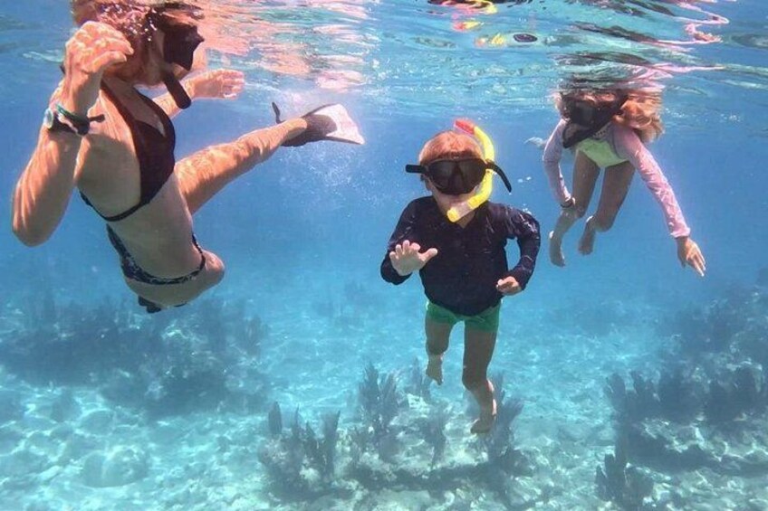 Biologist Owned & Operated: Dolphin Watching & Guided Snorkeling 2
