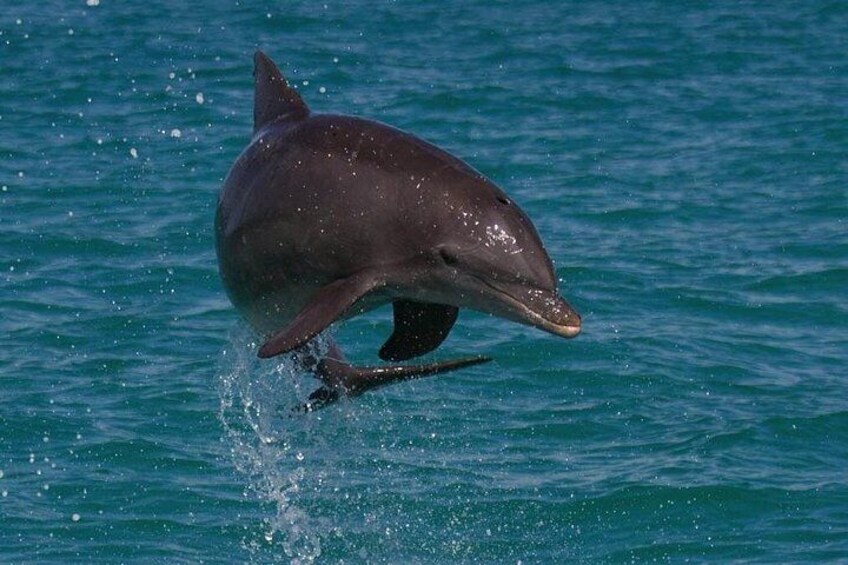 A dolphin leaping out of the water. 2