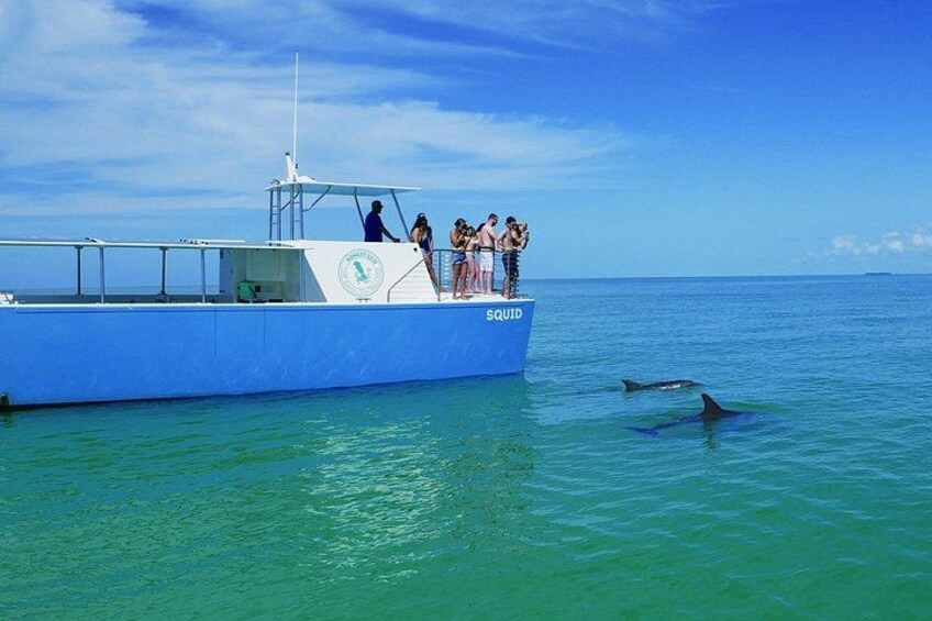 Biologist Owned & Operated: Dolphin Watching & Guided Snorkeling 2