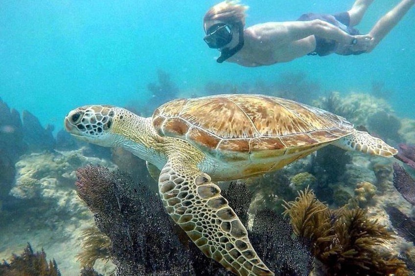 Une tortue de mer nageant sous l’eau, avec un plongeur en arrière-plan. 1