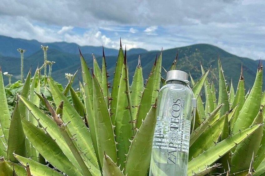 Eine klare Flasche mit Schriftzug im Vordergrund, umgeben von Grünpflanzen mit stacheligen Blättern, und Berge im Hintergrund. 3