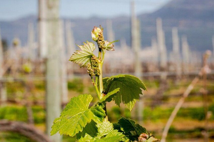 A vineyard with rows of grapevines and a mountainous background. 2