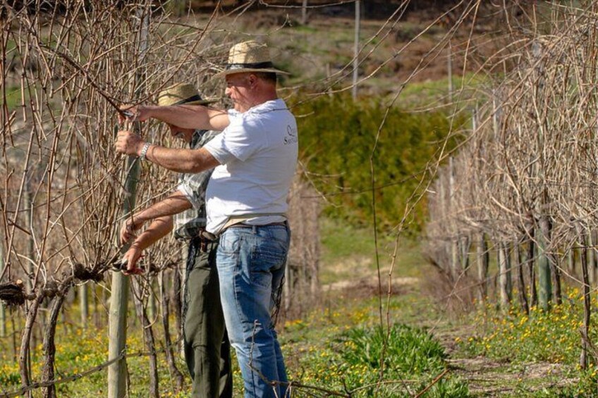 A person pruning a tree in a vineyard. 4