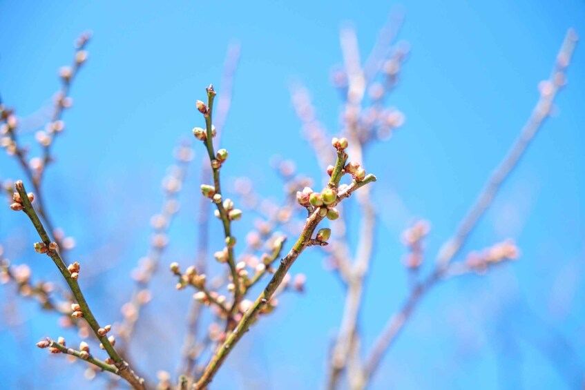 A close-up of budding branches against a clear blue sky. 5