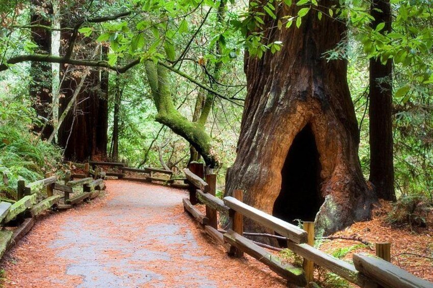 A forest path with a wooden bridge leading to a large tree with a hollow. 4