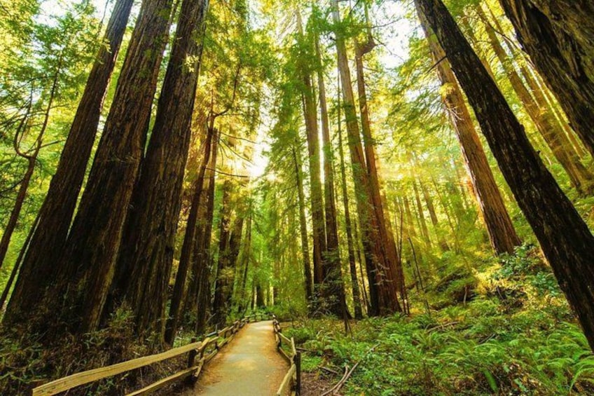 Une forêt avec de grands arbres et un sentier en bois. 2