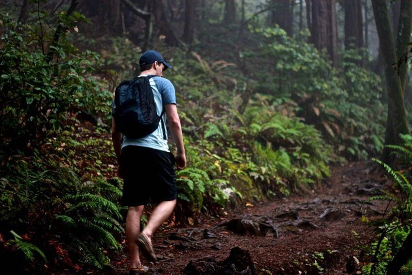 A person hiking through a forested area with dense foliage and a backpack. 2