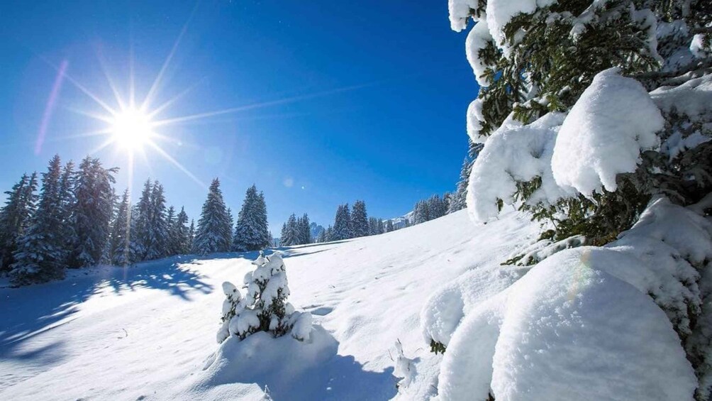 A snowy mountain landscape with evergreen trees and a clear blue sky. 4