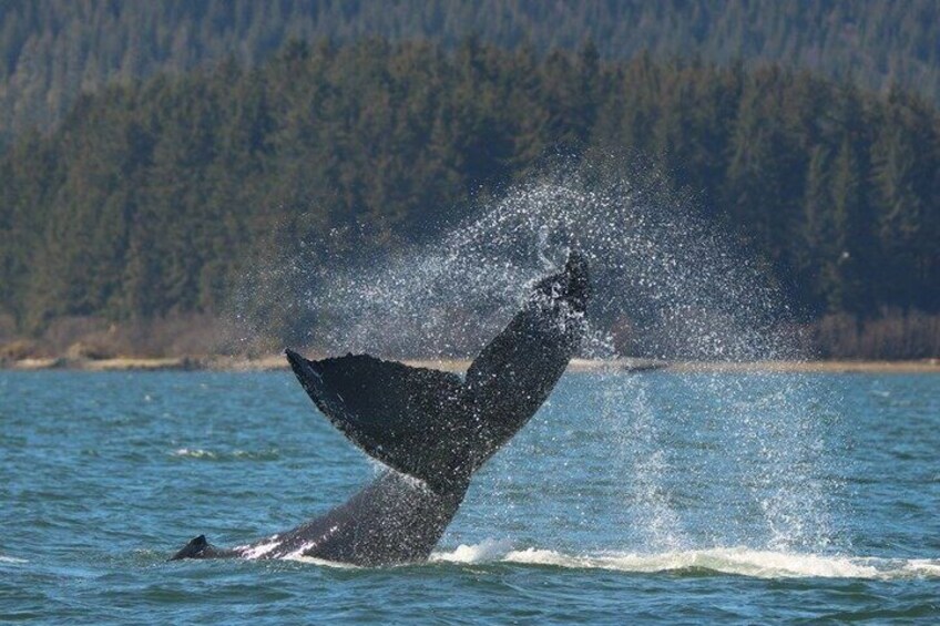 A whale breaching with its tail flukes above water, surrounded by a forested shoreline. 2
