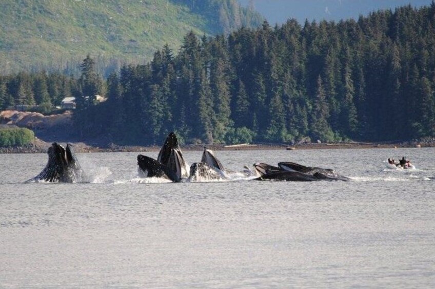 A group of whales breaching in a forested coastal area. 4