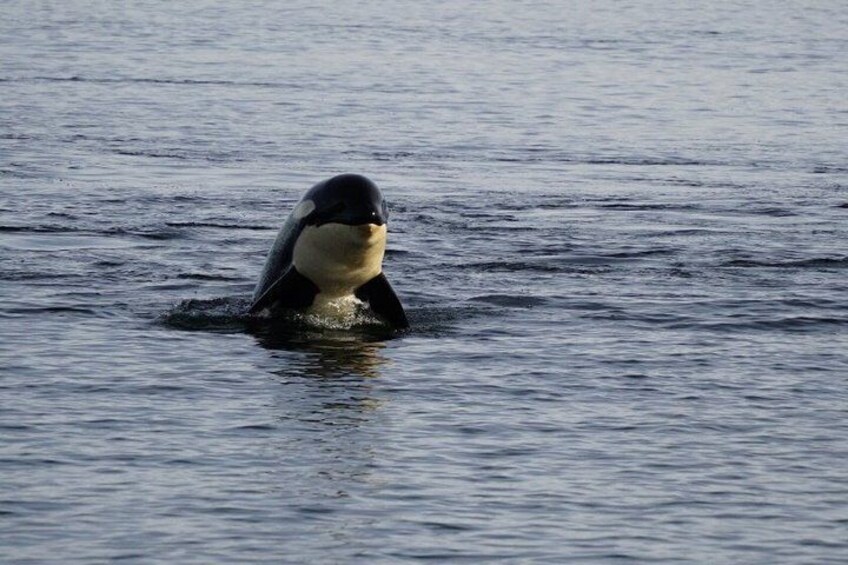A whale swimming in the ocean. 5