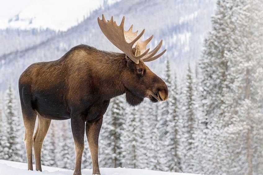 A moose standing on snow with a forest and mountains in the background. 4