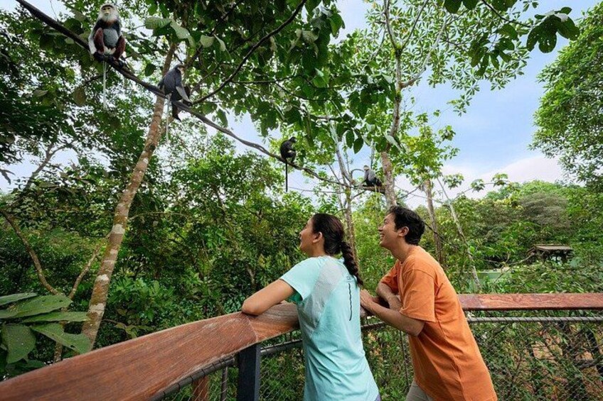 Deux personnes observent des singes sur un pont en bois, dans une zone boisée. 5