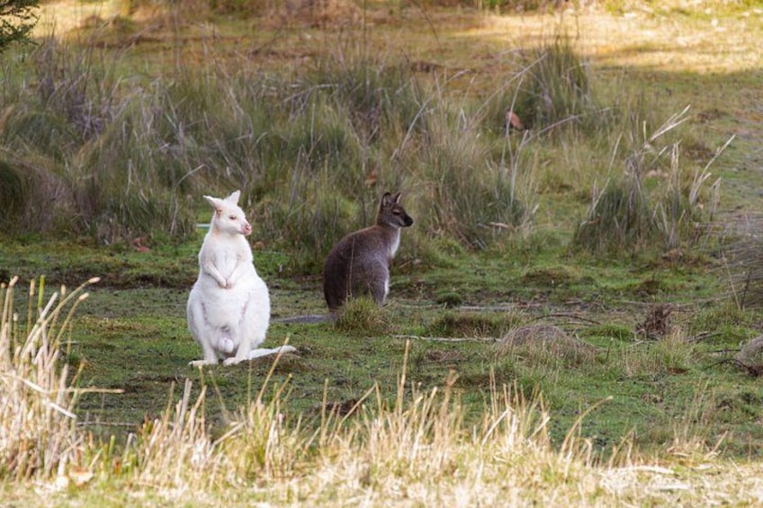 Twee kangaroes in een grasveld. 5