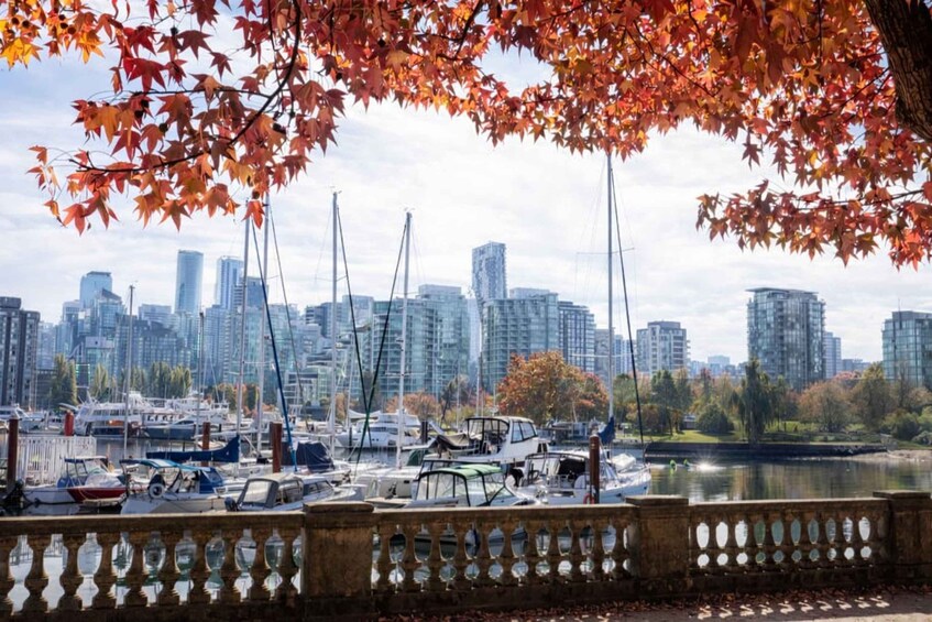 A marina with boats, a city skyline in the background, and autumn leaves in the foreground. 5