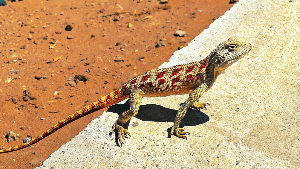 Un lagarto sobre una superficie de hormigón con un fondo marrón rojizo. 4
