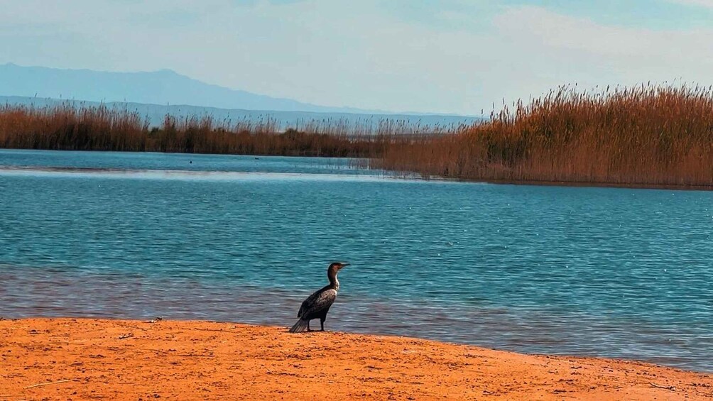 Un ave posada en una orilla arenosa junto a un cuerpo de agua tranquilo, con una cadena montañosa al fondo. 5