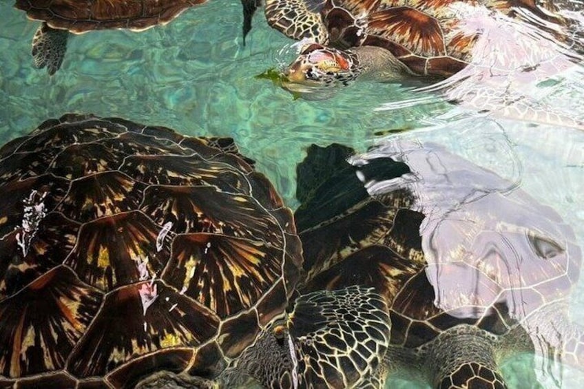 Un grupo de tortugas marinas nadando cerca de una costa rocosa. 4