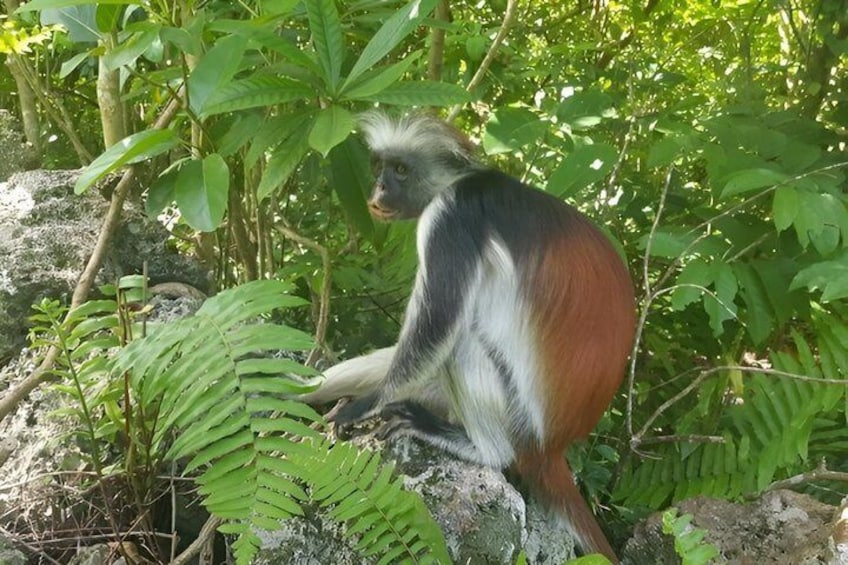 Un mono de pelaje blanco, negro y rojo sentado sobre una roca rodeado de follaje verde. 2