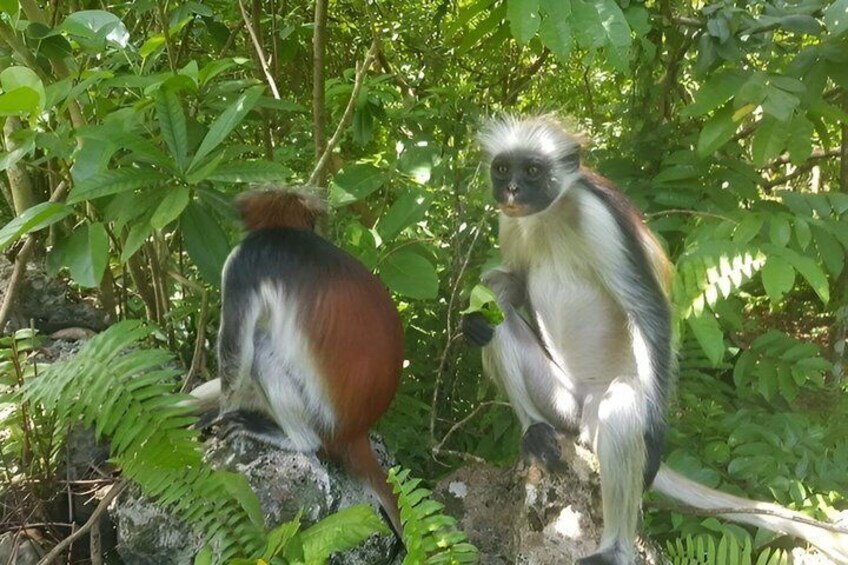 Dos monos sentados sobre rocas, rodeados de abundante follaje verde. 3