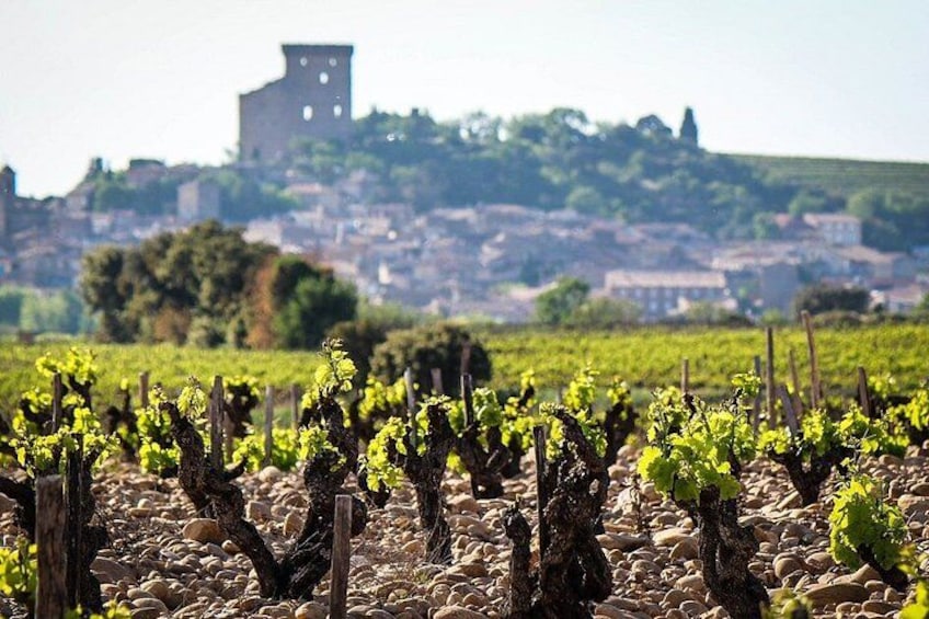 A vineyard with rows of grapevines and a historic building in the background. 1