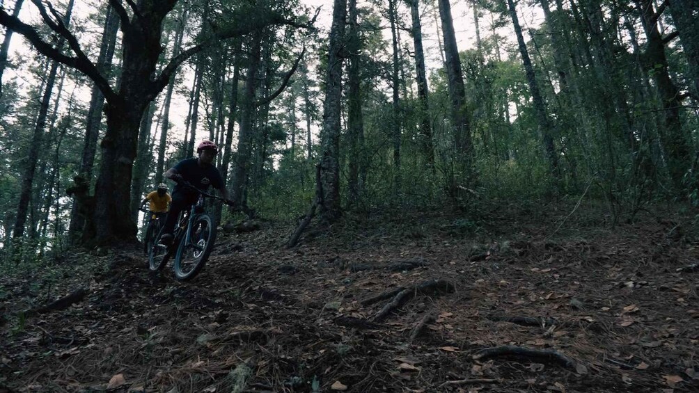 A person riding a mountain bike through a forested area with dense trees and a dirt trail. 4