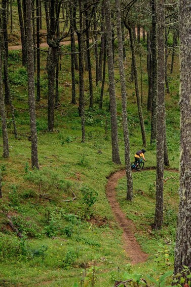A forest trail with a cyclist. 2