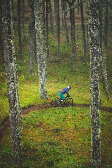 A person riding a mountain bike through a forested area with tall trees and a grassy path. 1