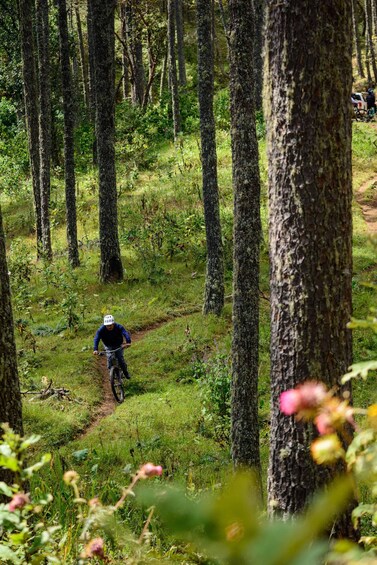 A mountain biker on a trail surrounded by tall trees. 5