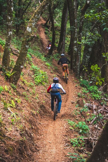 A forest trail with cyclists. 3