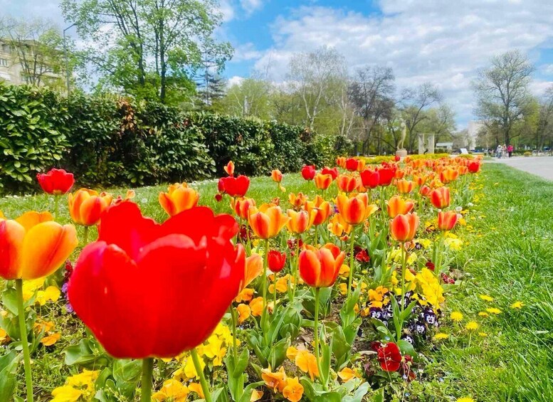A park with rows of tulips in various colors, a grassy area, and trees in the background. 5