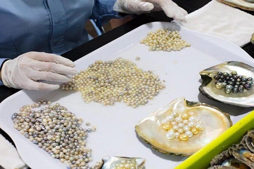 Une personne trie des perles sur un plateau, et certaines perles se trouvent dans des coquilles d’huîtres. 5