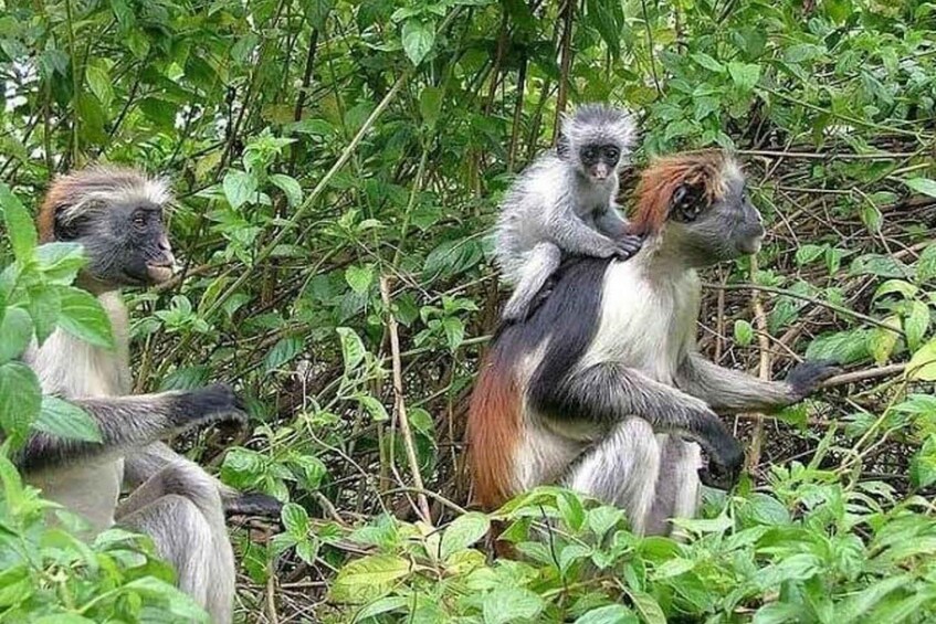 Picture 5 for Activity Zanzibar: Jozani Forest, Salaam Cave & Mtende Beach” 2