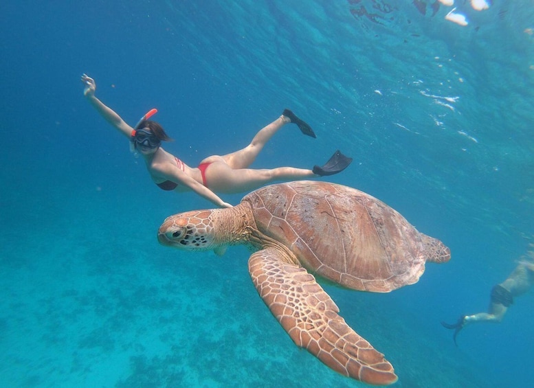 A person snorkeling with a sea turtle. 1