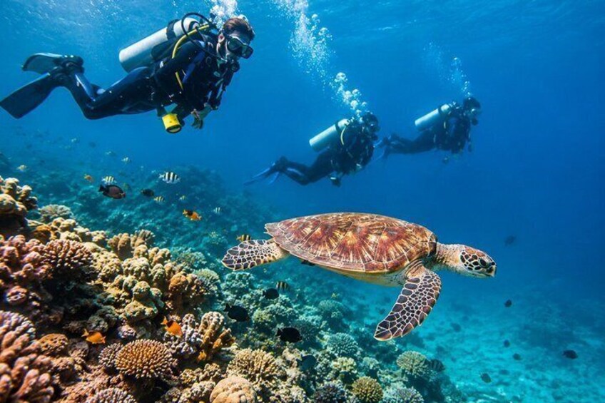 Hurghada Scuba Diving Experience with Coral Reefs, Lunch&transfer 1