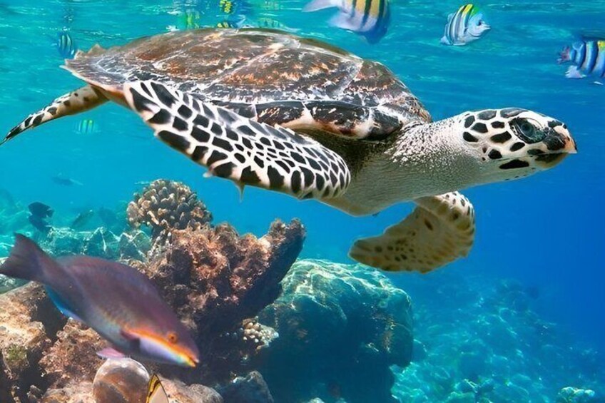 Hurghada Scuba Diving Experience with Coral Reefs, Lunch&transfer 4