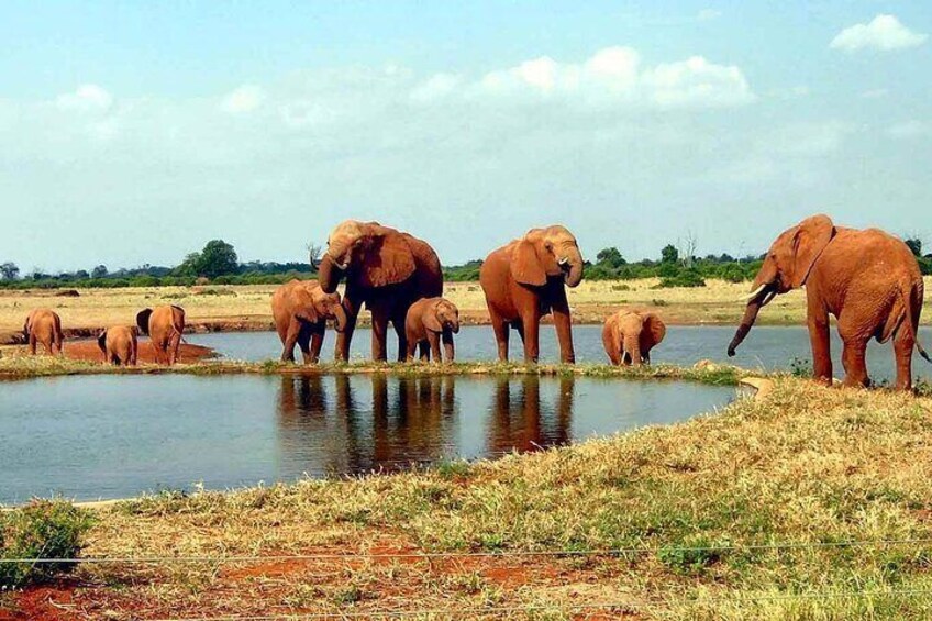 A herd of elephants by a waterhole in a savanna landscape. 3