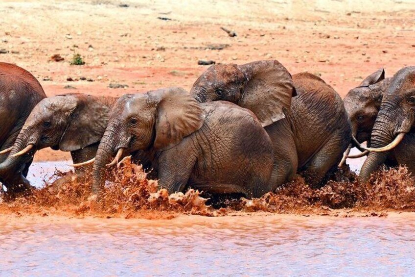 Elephants in a muddy waterhole. 2