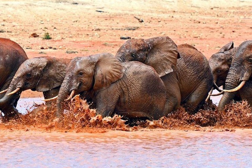 Elephants in a muddy waterhole. 2