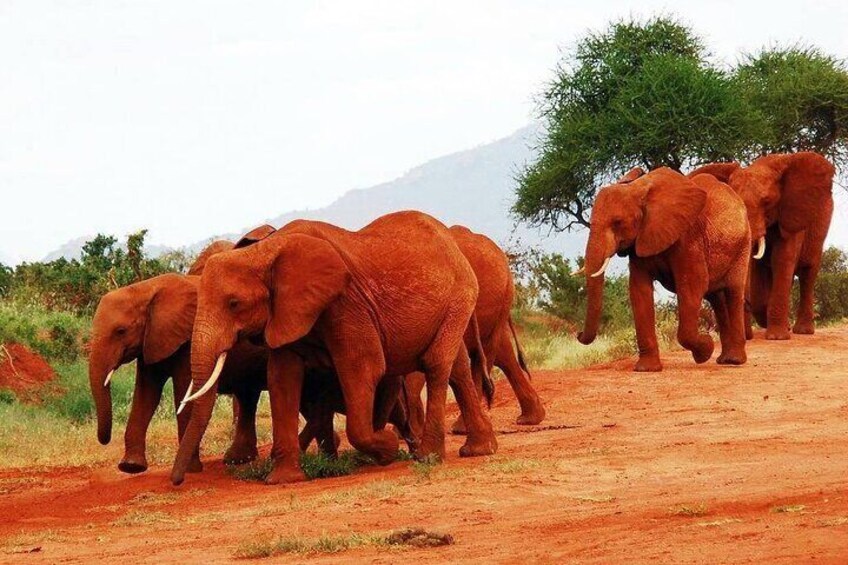 A herd of elephants walking on a dirt path in a savannah landscape. 5