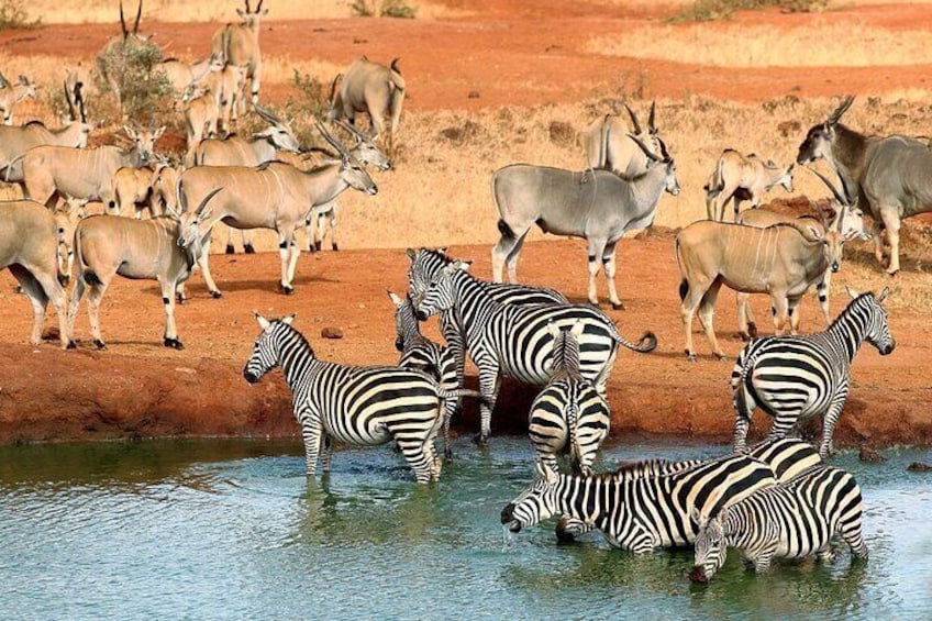 Zebras and antelopes near a water source in a dry, red landscape. 1