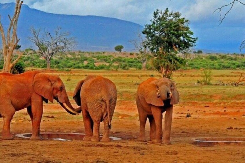 Three elephants near a waterhole in a savannah landscape with sparse trees and distant mountains. 4