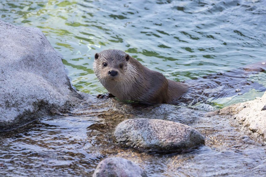 Picture 1 for Activity Helsinki: Korkeasaari Zoo Entry Ticket 4