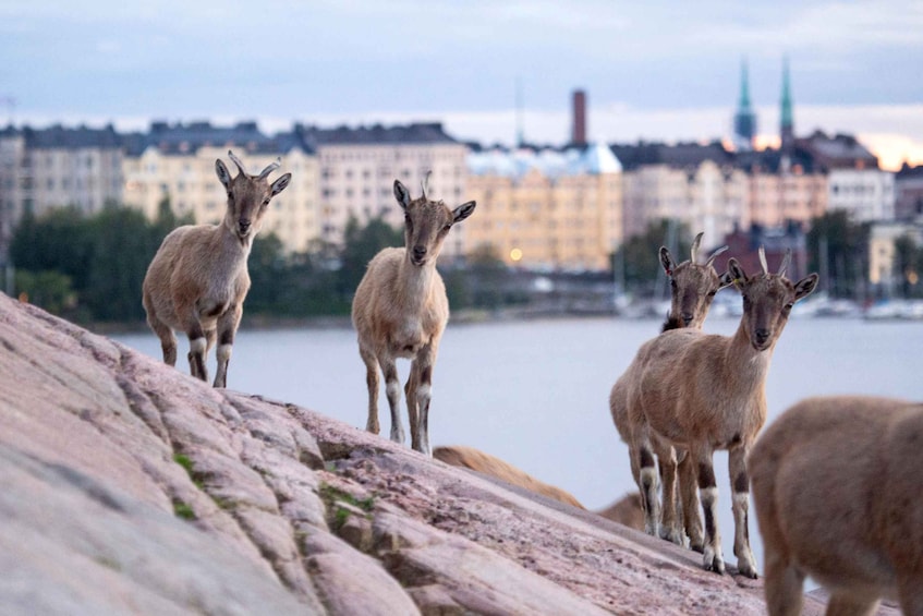 Picture 14 for Activity Helsinki: Helsinkin Zoo 'Korkeasaari' Entry Ticket 4